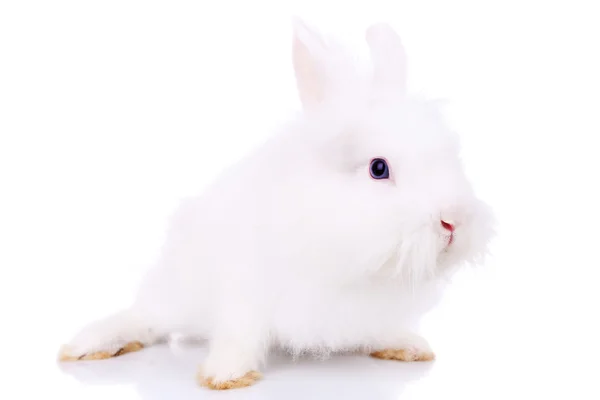 Vista lateral de un lindo conejito blanco —  Fotos de Stock