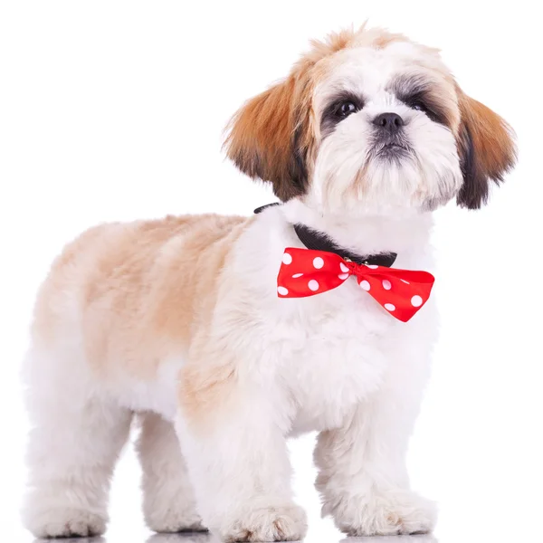 Shih tzu cachorro, usando un arco de cuello rojo —  Fotos de Stock