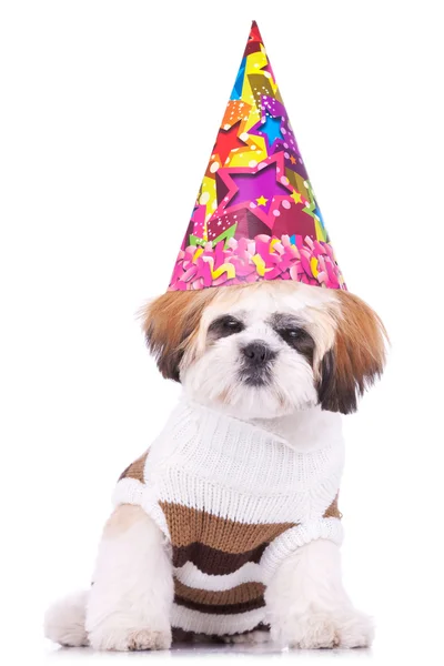 Shih tzu cucciolo indossa un cappello da festa — Foto Stock