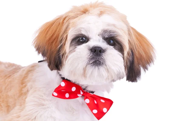 Head of a cute shih tzu puppy — Stock Photo, Image