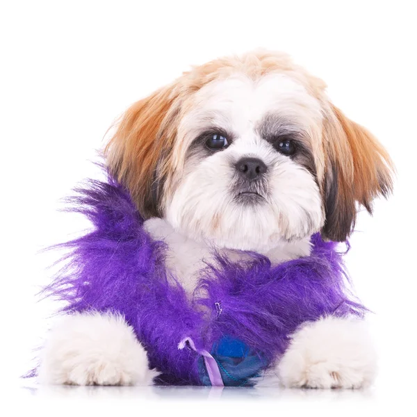 Adorable dressed shih tzu puppy — Stock Photo, Image