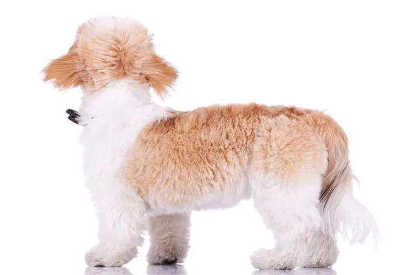 Costas de um cachorro shih tzu de pé — Fotografia de Stock