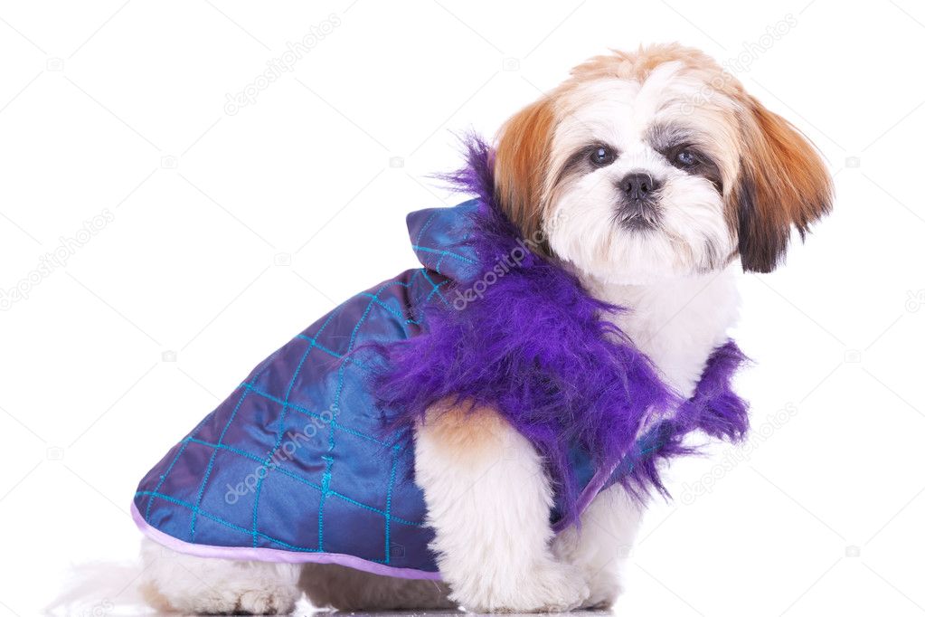 Shih tzu puppy dressed like a pimp
