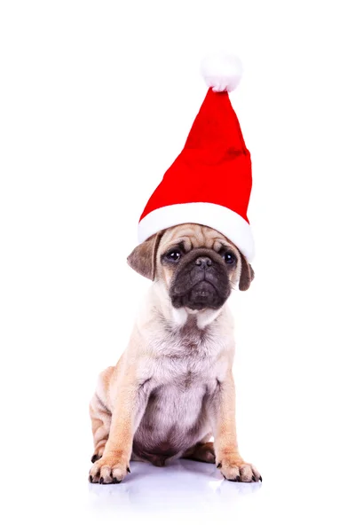 Pug cachorro usando um chapéu de Papai Noel — Fotografia de Stock