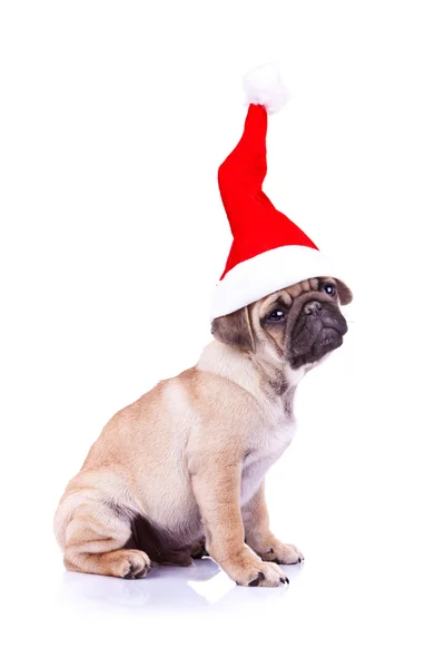 帕格小狗戴着圣诞老人帽子 — 图库照片