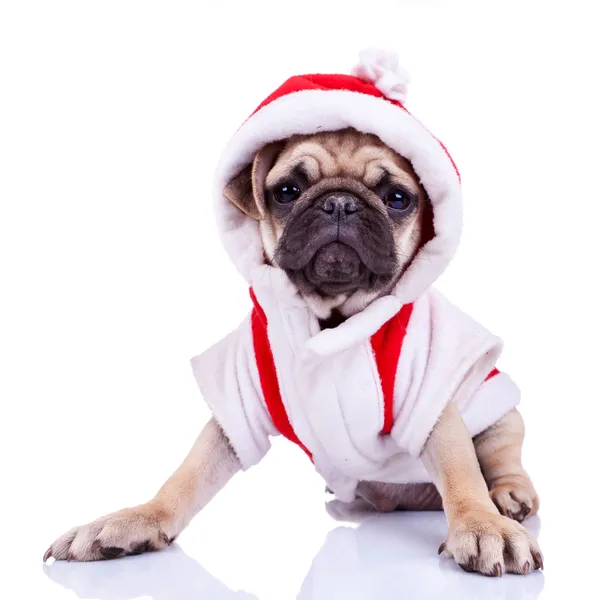 Roztomilý Mops štěně oblečený jako santa — Stock fotografie