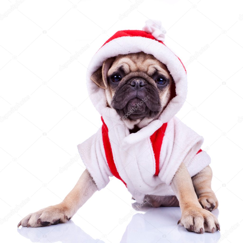 Cute pug puppy dressed as santa