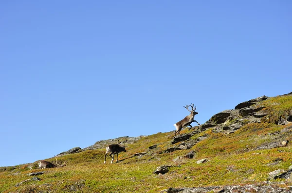 Reindeer — Stock Photo, Image