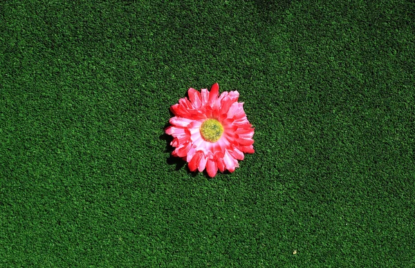 Gras met bloem — Stockfoto