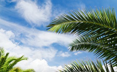 Blue sky with palm trees clipart