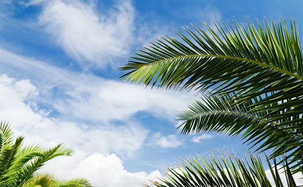 Blå himmel med palmer — Stockfoto