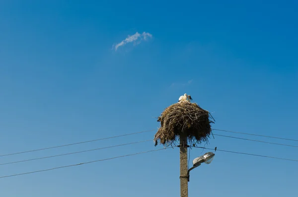 stock image Stork nest