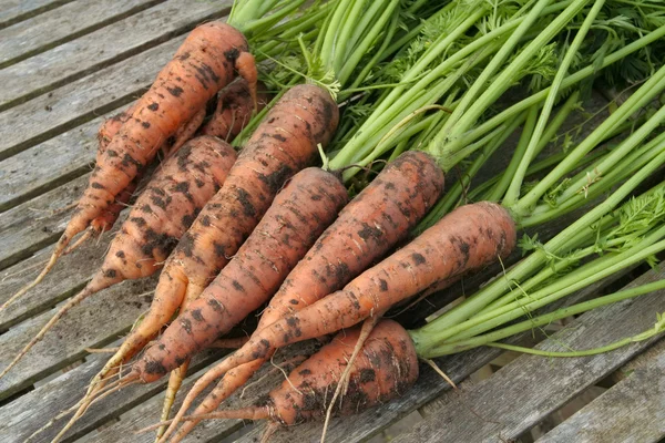 Mazzo di carote mature fresche sul tavolo da giardino — Foto Stock
