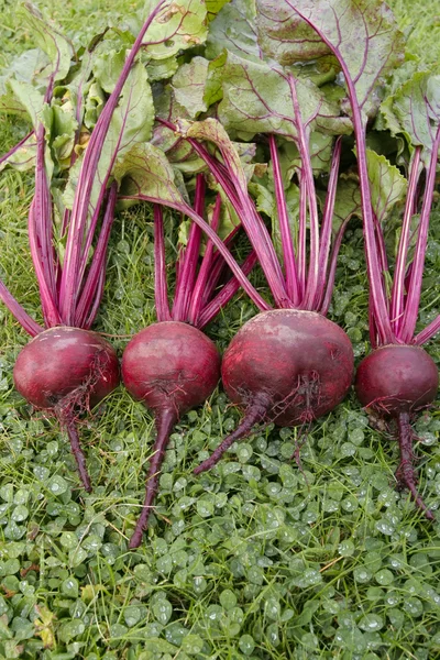 Legumes de beterraba recém-colhidos — Fotografia de Stock