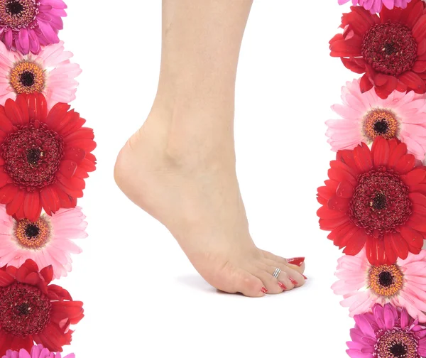 stock image Female feet and flowers isolated over white background