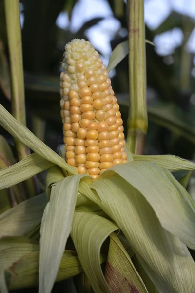Érett kukorica növekvő vidéki területen — Stock Fotó