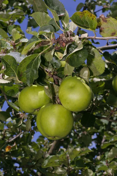 Olgun yeşil elma ağacı büyüyen — Stok fotoğraf