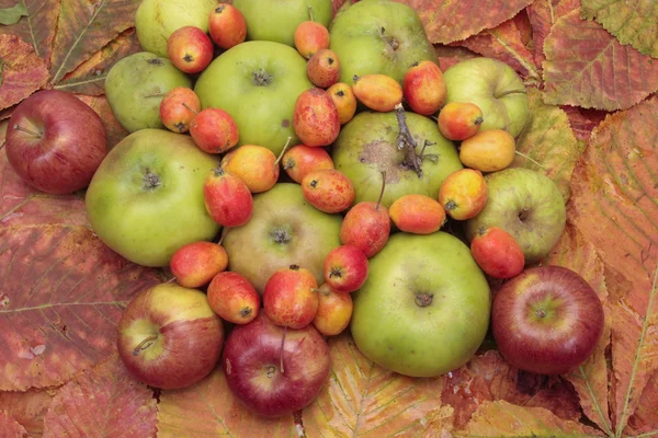 Fresh green red apples variety on autumn leaves — Stock Photo, Image