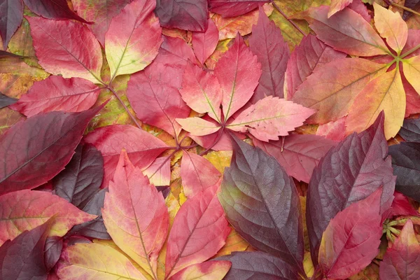 Pile of colorful autumn leaves background — Stock Photo, Image