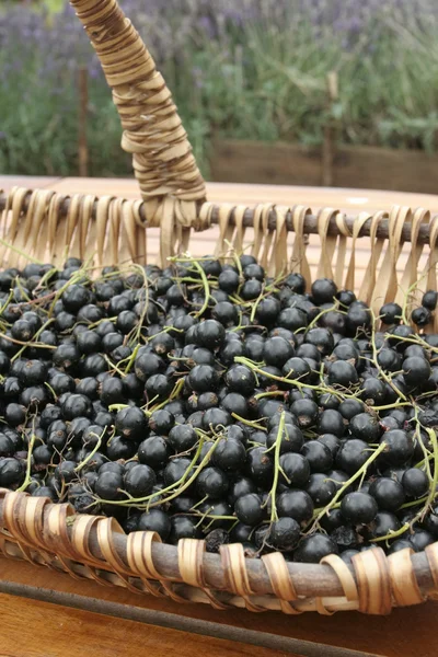 stock image Freshly picked black currants on basket outdoors