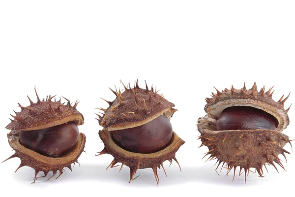 stock image Ripe chestnuts pods isolated over white background