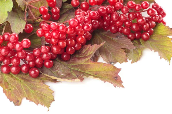 Red wild berries on autumn leaves — Stock Photo, Image