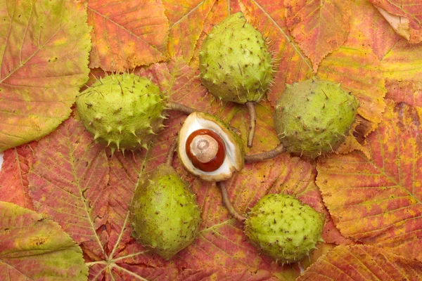 Chestnuts and autumn leaves closeup — Stock Photo, Image