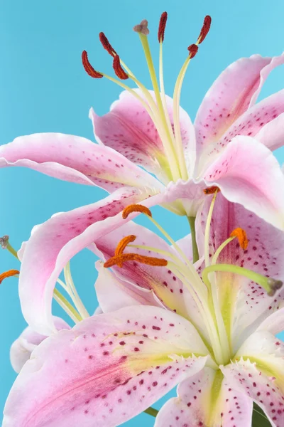 Рожева квітка лілії на синьому фоні — стокове фото