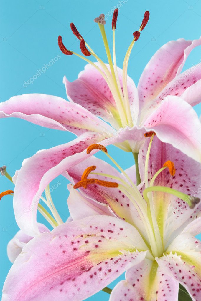 Pink lily flower over blue background — Stock Photo © Strobos #6848124