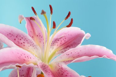 üzerinde mavi pembe lily çiçek ayrıntı bloom