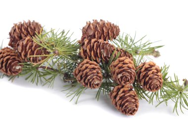 Branch with pinecones over white background clipart