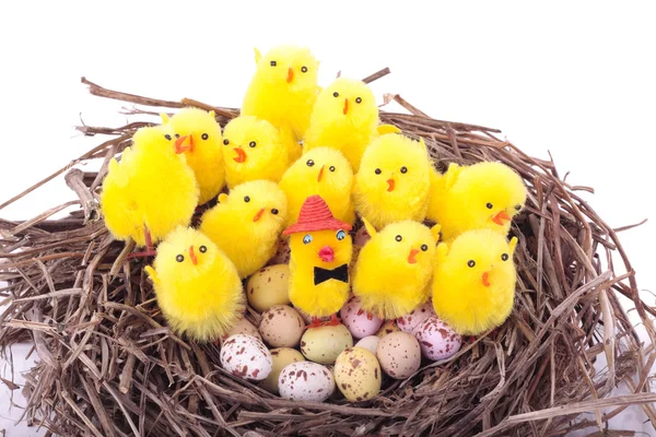 Easter chicks in bird nest over white — Stock Photo, Image