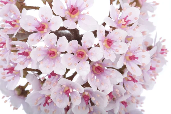 Over wit-roze bloemen — Stockfoto