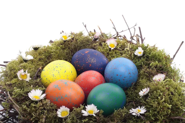 彩色的鸡蛋在鸟巢白上 — 图库照片