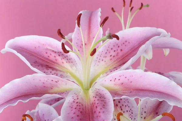 ピンク色の背景上のピンクのユリの花 — ストック写真