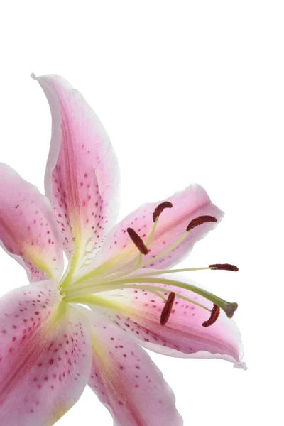 Detalhe flor lírio rosa florescer sobre branco — Fotografia de Stock