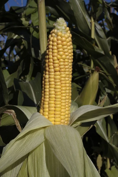 Ripe corn growing in planted field