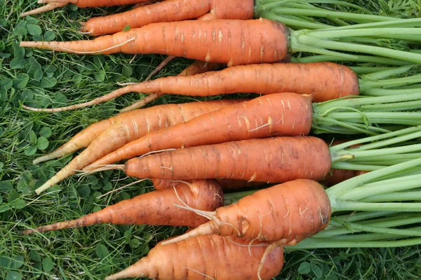 Grappolo di carote biologiche appena raccolte sul tavolo da giardino — Foto Stock