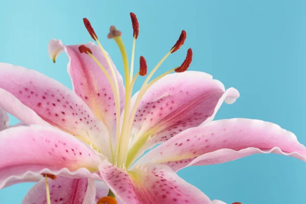 Pink lily flower detail bloom over blue — Stock Photo, Image