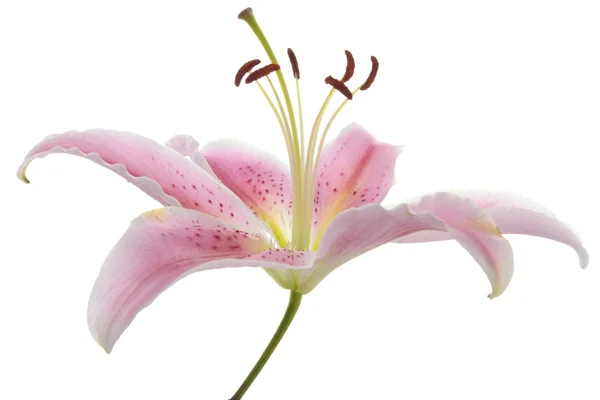 Розовая лилия цветок деталь цветет над белым — стоковое фото