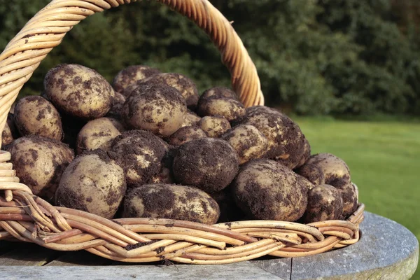 Nyplockade potatis — Stockfoto