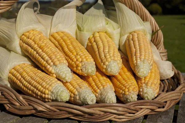 Bunch of ripe corn on basket — Stock Photo, Image