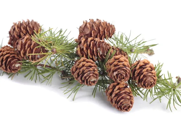흰색 배경 위에 pinecones 지점 — 스톡 사진
