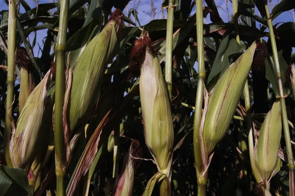 Вирощування кукурудзи в сільській місцевості — стокове фото