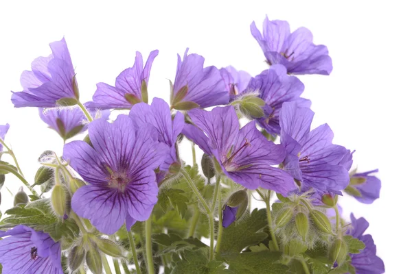 Bunch of violet flowers over white background Royalty Free Stock Images