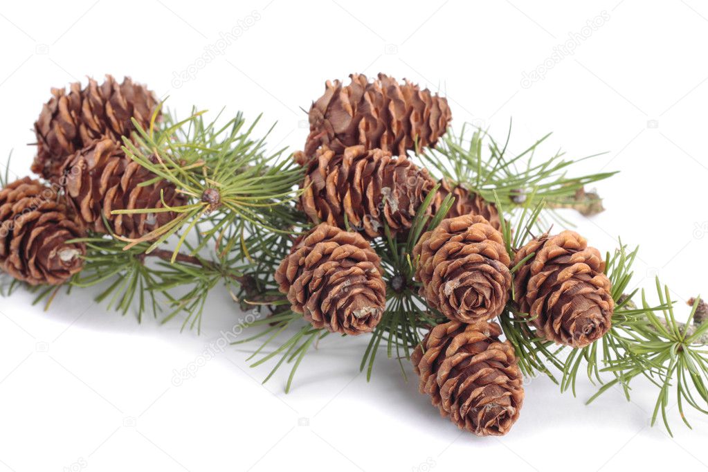 Branch with pinecones over white background