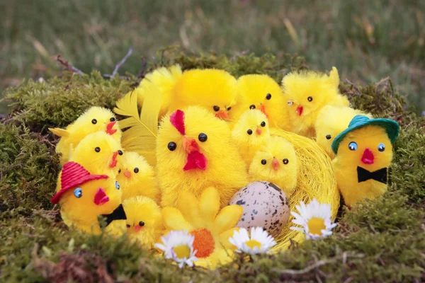 Easter chicks in bird nest — Stock Photo, Image
