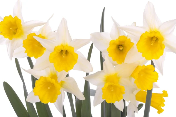Flores de narciso de primavera aisladas sobre blanco —  Fotos de Stock