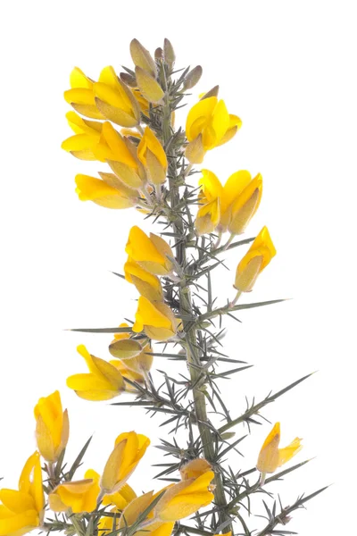 Beyaz üzerine sarı gorse çiçek funda — Stok fotoğraf