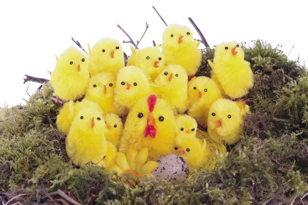Påsk kycklingar i fågelbo över vita — Stockfoto